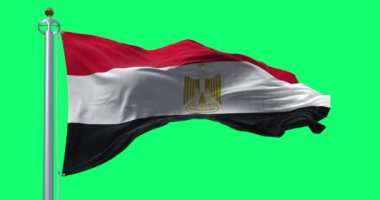 Yeşil ekranda sallanan Mısır bayrağı. Yatay kırmızı, beyaz ve siyah şeritler. Beyaz bant merkezli Mısır kartalı amblemi. Kusursuz 3D canlandırma animasyonu. Krom anahtar. Yavaş çekim döngüsü. 4K