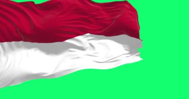 Endonezya ulusal bayrağı yeşil ekranda rüzgarda dalgalanıyor. Eşit genişlikte iki yatay kırmızı ve beyaz şerit. Kusursuz 3D canlandırma animasyonu. Krom anahtar. Yavaş çekim döngüsü. 4K.