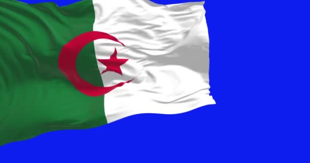 Bandiera Nazionale Dell Algeria Sventola Sullo Schermo Blu Due Barre — Video Stock