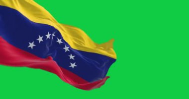 Venezuela ulusal bayrağı yeşil ekranda dalgalanıyor. Sarı, mavi ve kırmızı üç renkli ve ortasında 8 yıldızlı bir kavisli. Kusursuz 3D canlandırma animasyonu. Krom anahtar. Yavaş çekim döngüsü. 4 bin. Seçici odak.