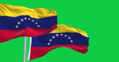 Yeşil arka planda izole edilmiş Venezuela ulusal bayrakları sallanıyor. Kusursuz 3D canlandırma animasyonu. Krom anahtar. Yavaş çekim döngüsü. Yeşil ekran. 4K