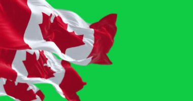 Yeşil arka planda izole edilmiş Kanada ulusal bayrağının yakın çekimi. Kusursuz 3D canlandırma animasyonu. Krom anahtar. Yavaş çekim döngüsü. Yeşil ekran. 4 bin. Seçici odak.