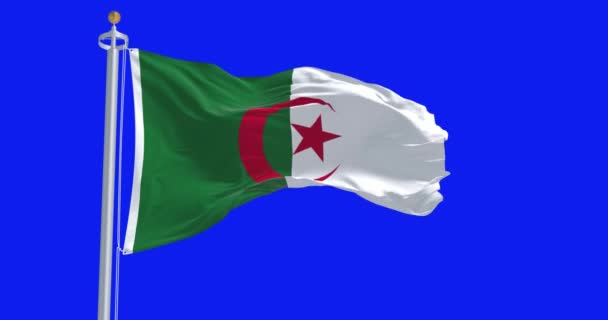 Κοντινό Πλάνο Της Αλγερίας Εθνική Σημαία Κυματίζει Απομονωμένη Μπλε Φόντο — Αρχείο Βίντεο