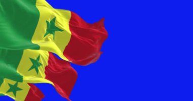 Mavi arka planda izole edilmiş Senegal ulusal bayrakları sallanıyor. Dikey bantlı üç renkli, geleneksel Afrika renkleri: yeşil, sarı ve kırmızı. Kusursuz 3D canlandırma animasyonu. Krom anahtar. Yavaş çekim döngüsü. Mavi ekran. 4 bin. Seçici odak