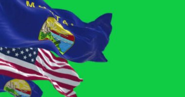 Montana eyaletinin bayrakları rüzgarda dalgalanırken Amerikan bayrağı yeşil arka planda izole edildi. Kusursuz 3D canlandırma animasyonu. Krom anahtar. Yavaş çekim döngüsü. Yeşil ekran. 4 bin. Seçici odak