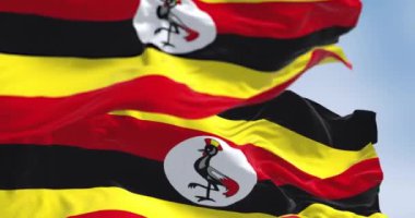 Uganda ulusal bayrakları dalgalanıyor. Altı yatay çizgili siyah, sarı ve kırmızı. Ortasında gri taçlı bir vinç olan beyaz disk. Kusursuz 3D canlandırma. Yavaş çekim döngüsü. Seçici odak.