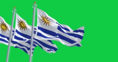 Yeşil arka planda izole edilmiş Uruguay ulusal bayrakları dalgalanıyor. Kusursuz 3D canlandırma animasyonu. Krom anahtar. Yavaş çekim döngüsü. Yeşil ekran. 4 bin. Seçici odak