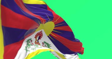 Tibet bayrağı kar aslanları ve yükselen güneşle dalgalanıyor. Yeşil arka planda izole edilmiş. Kusursuz 3D canlandırma animasyonu. Krom anahtar. Yavaş çekim döngüsü. Yeşil ekran. 4 bin. Seçici odak