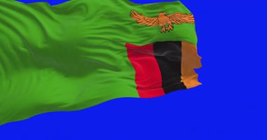Rüzgarda sallanan Zambiya ulusal bayrağı yeşil arka planda izole edildi. Kusursuz 3D canlandırma animasyonu. Krom anahtar. Yavaş çekim döngüsü. Yeşil ekran. 4 bin. Seçici odak