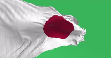 Japonya ulusal bayrağı rüzgarda dalgalanırken yeşil arka planda izole edildi. Kusursuz 3D canlandırma animasyonu. Krom anahtar. Yavaş çekim döngüsü. Yeşil ekran. 4 bin. Seçici odak