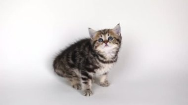 on a light background a small brown kitten sits and looks up
