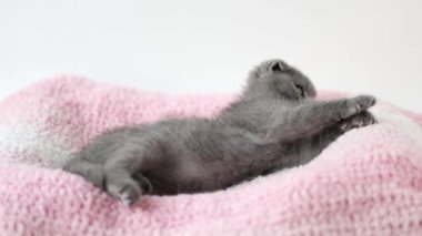 Gri kedi yavrusu İskoç kıvrımı pembe örülmüş kumaşın üzerinde yatıyor.