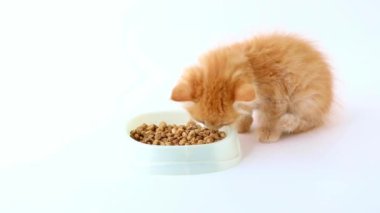 turuncu kedi yavrusu arka planda kuru yiyecekler yer.