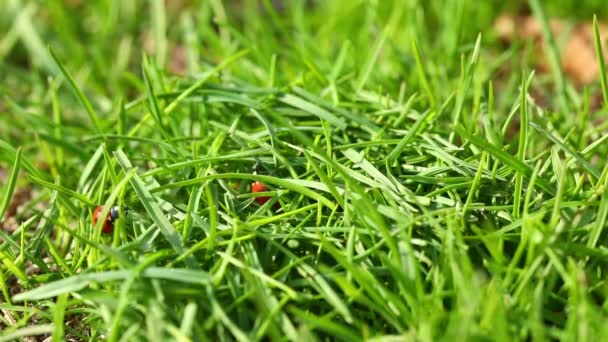 2匹のテントウムシが緑の草を這い — ストック動画