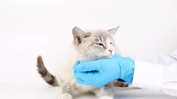 Лікар Ветеринар Оглядає Сірого Кота — стокове відео