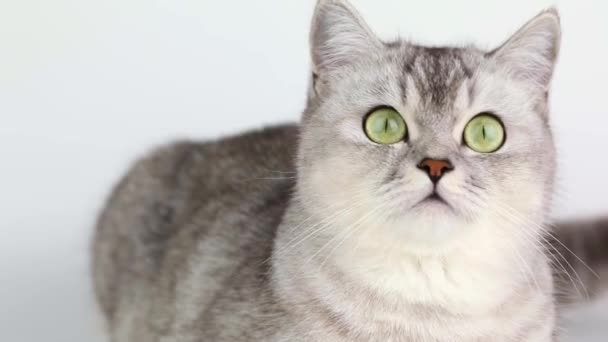 Γκρίζα Γάτα Πράσινα Μάτια Κοντά — Αρχείο Βίντεο