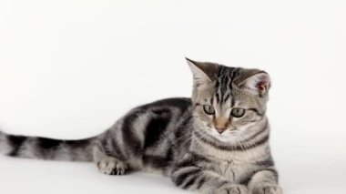 Kahverengi bir kedi yavrusu açık arkaplanda yatar ve patisini yalar.