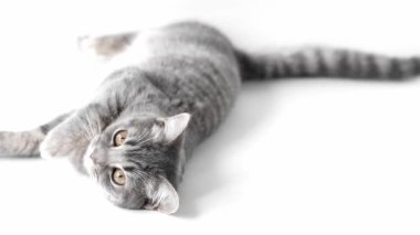 Gri kedi arka planda uzanır