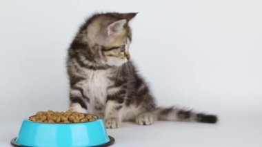 Küçük kahverengi kedi mavi bardaktan yiyor.