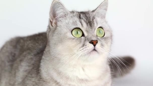 緑色の目をクローズアップした灰色の猫 — ストック動画