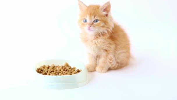 Small Red Kitten Sits Cup Food Falls Asleep — Stock Video
