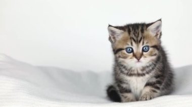 Küçük kahverengi bir kedi yavrusu açık bir arkaplanda oturur ve etrafına bakar.