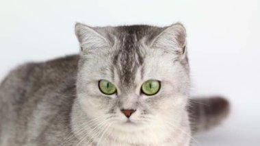 Yeşil gözlü gri İskoç kedisi yukarı bakar.