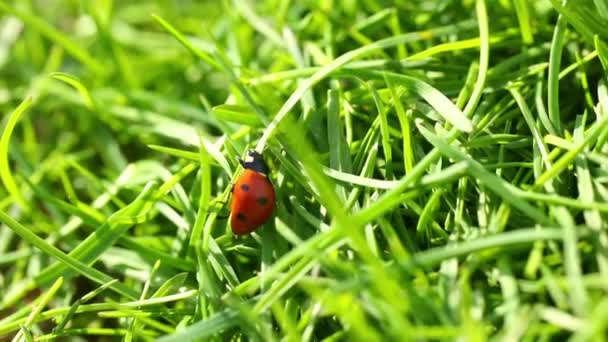 Two Ladybugs Crawl Green Grass — Stock Video