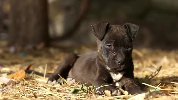 Siyah Köpek Yavrusu Yerde Uzanıyor — Stok video