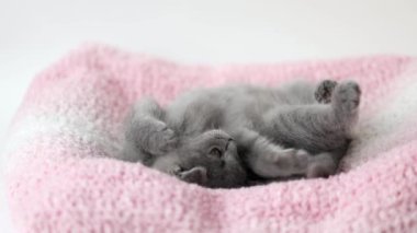 Gri kedi yavrusu İskoç kıvrımı pembe örülmüş kumaşın üzerinde yatıyor.