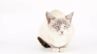 Mavi gözlü gri bir kedi açık bir arkaplanda oturur ve etrafına bakar.