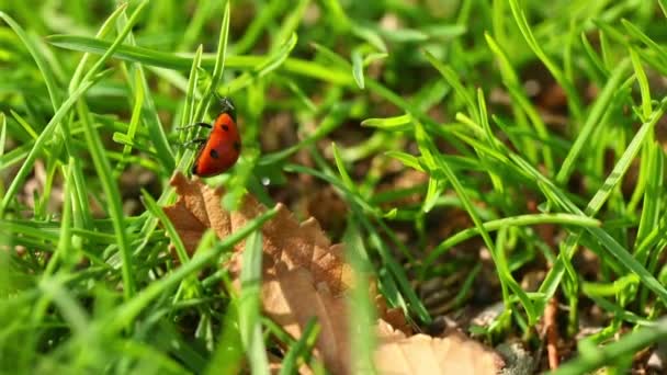 Two Ladybugs Crawl Green Grass — Stock Video