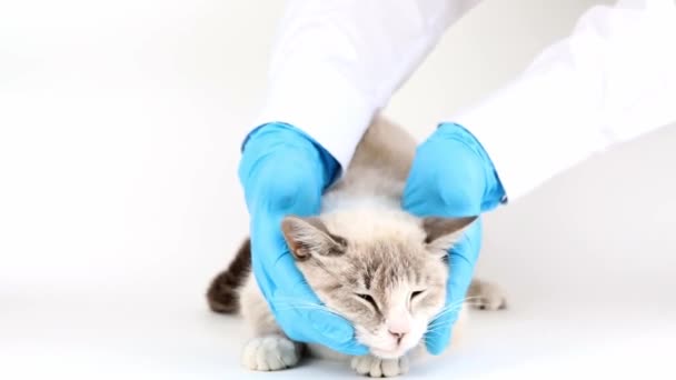 장갑을 고양이를 수의사 — 비디오