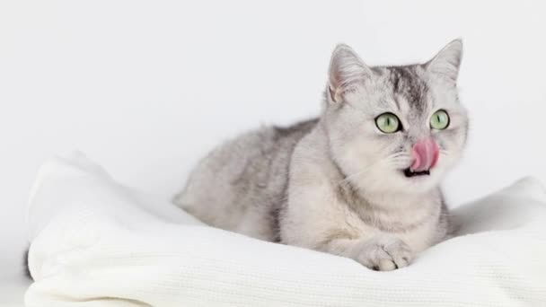 Сірий Кіт Зеленими Очима Лежить Лиже Лапу — стокове відео
