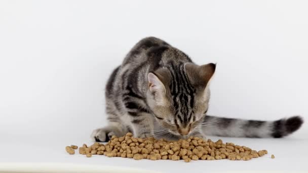 褐色的小猫在浅色的背景下吃着食物 — 图库视频影像