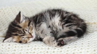 little brown kitten sleeps on his back on a white knitted scarf
