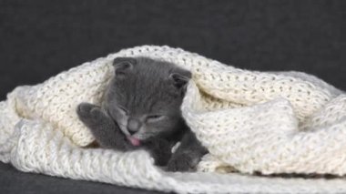 Gri kedi yavrusu İskoç kıvrımı beyaz örgü bir eşarbın içinde yatıyor.