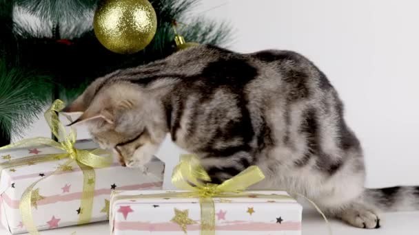 Braunes Kätzchen Knabbert Schleife Eines Weihnachtsgeschenks — Stockvideo