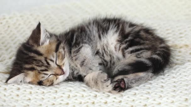 Little Brown Kitten Sleeps His Back White Knitted Scarf — 图库视频影像