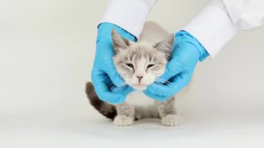 Mavi eldivenli doktor gri bir kediyi okşadı.