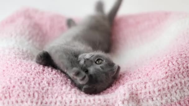 Сірий Кошеня Лягає Рожеву Язану Тканину — стокове відео