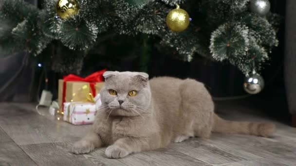 Kucing Abu Abu Lipatan Skotlandia Duduk Dekat Pohon Natal — Stok Video