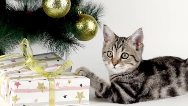 Braunes Kätzchen Knabbert Schleife Eines Weihnachtsgeschenks — Stockvideo