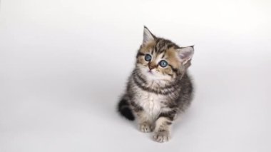 on a light background a small brown kitten sits and looks up