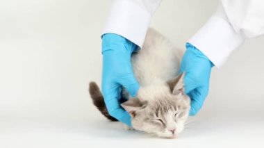 Mavi eldivenli doktor gri bir kediyi okşadı.