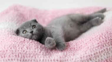 Gri kedi yavrusu İskoç kıvrımı pembe örülmüş kumaşın üzerinde yatıyor.