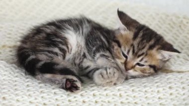 little brown kitten sleeps and rolls over to the other side