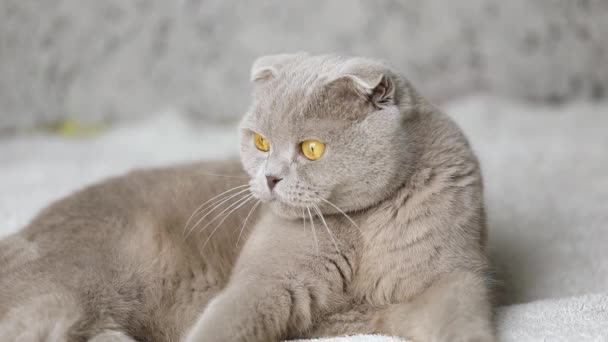 Close Gray Scottish Fold Cat Looking Away — Stok Video