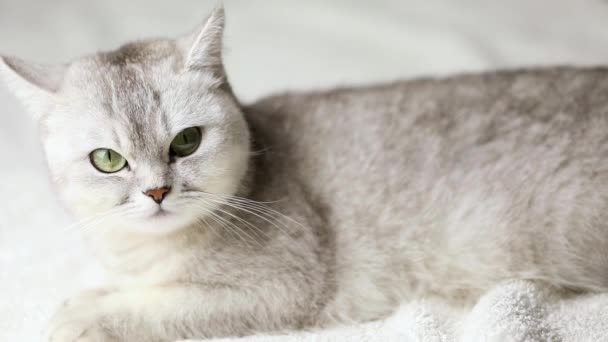 Gray Cat Green Eyes Lies Light Background — Vídeo de Stock