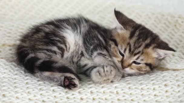 Little Brown Kitten Sleeps Rolls Other Side — Stockvideo